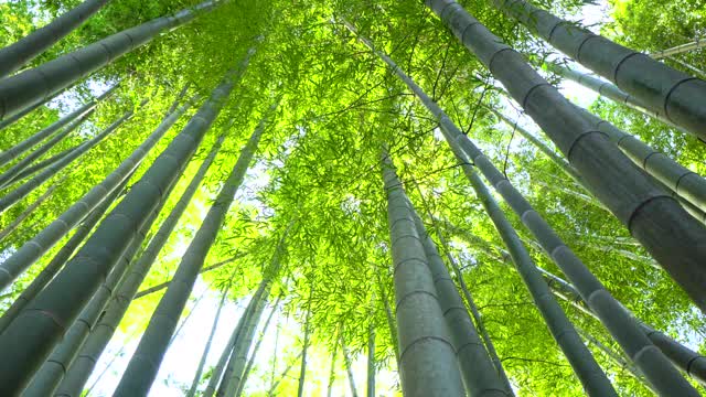 竹子生长，从下面看视频下载