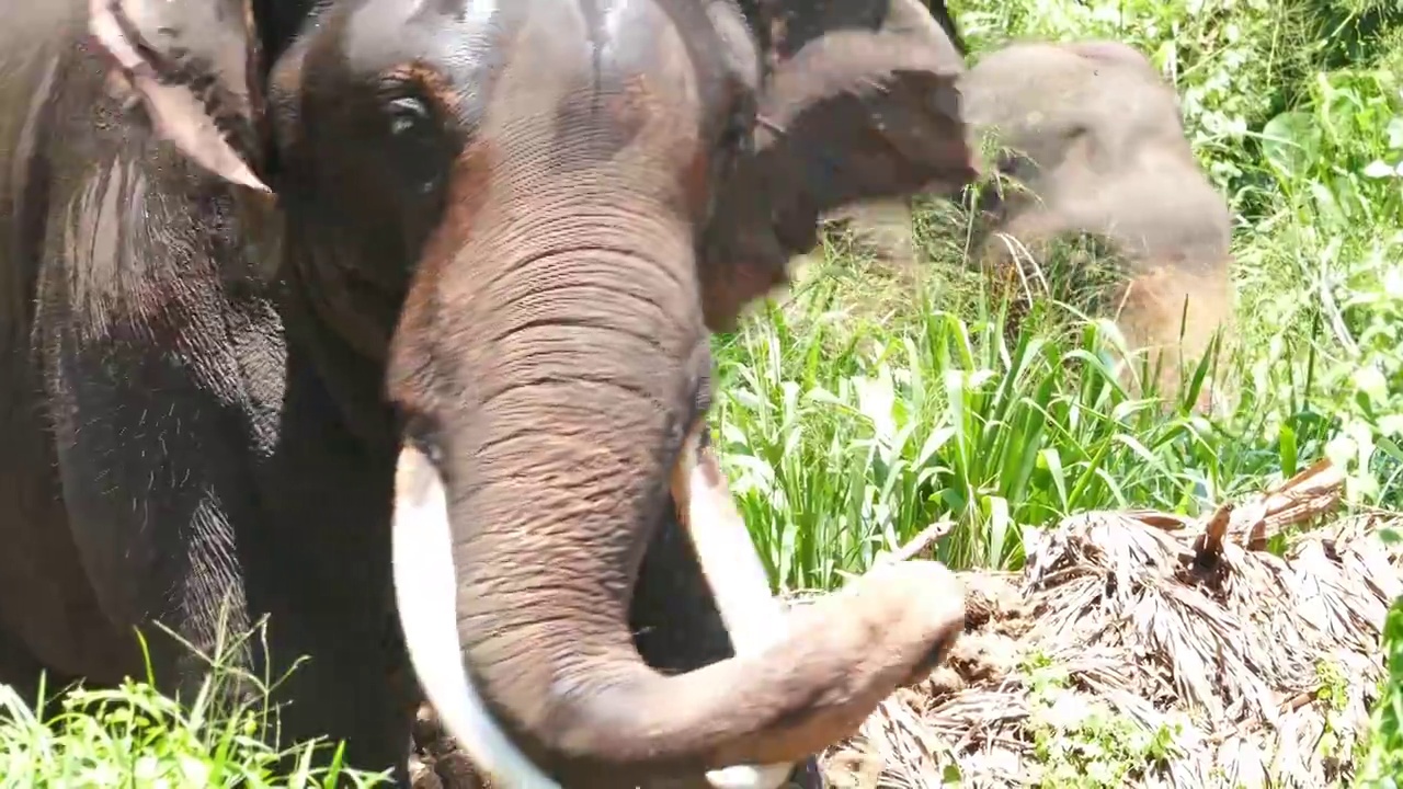 森林里长着长牙的大象视频素材