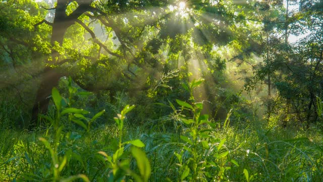 春天森林里的一片翠绿。阳光穿过绿色的橡树叶，照亮了草地和森林。万向节HDR自然拍摄，4K视频素材