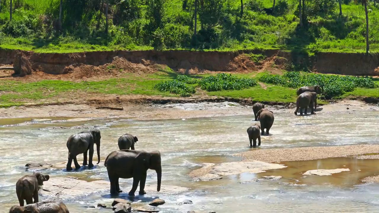 河中的大象-斯里兰卡视频素材