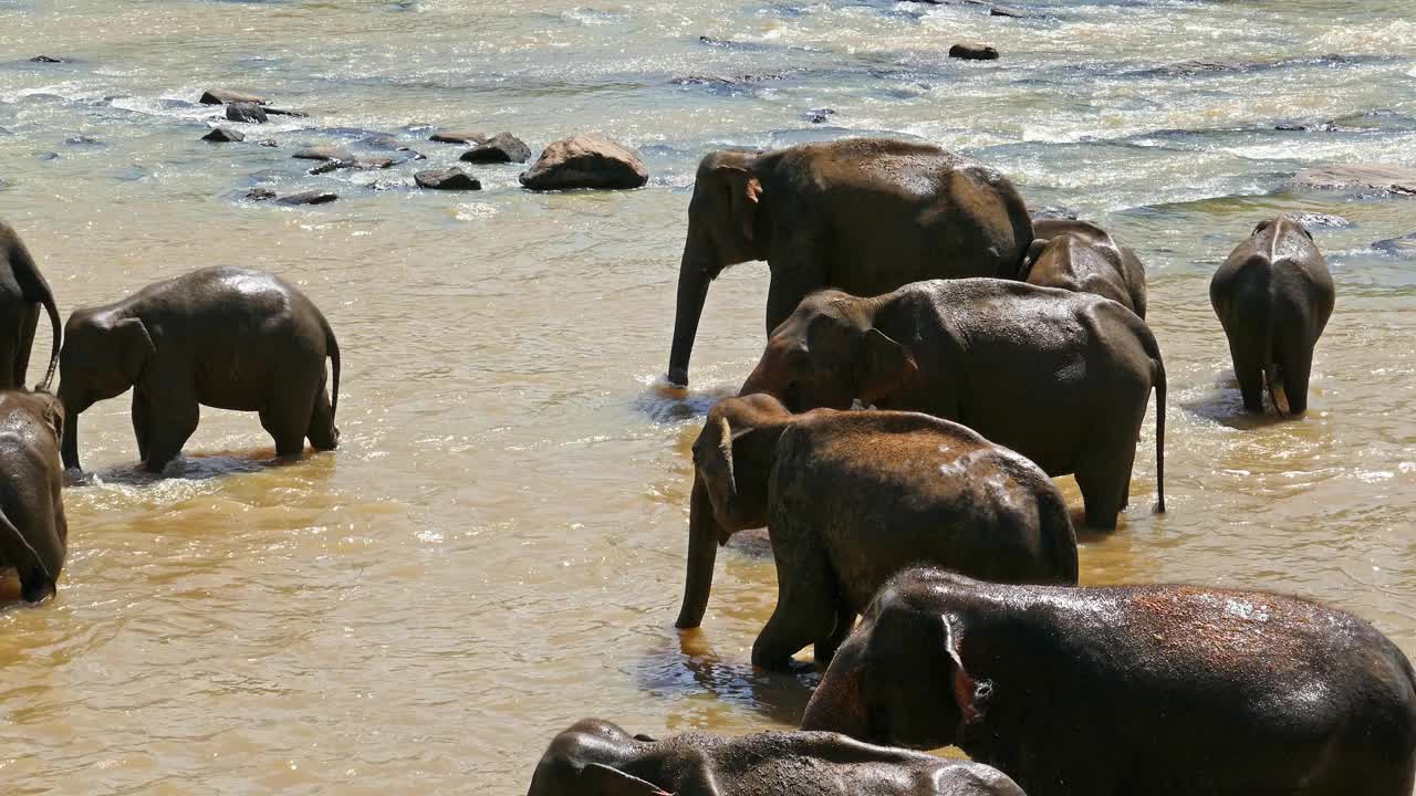 河中的大象-斯里兰卡视频素材