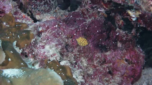 珊瑚礁上出生的黄箱鲀视频下载