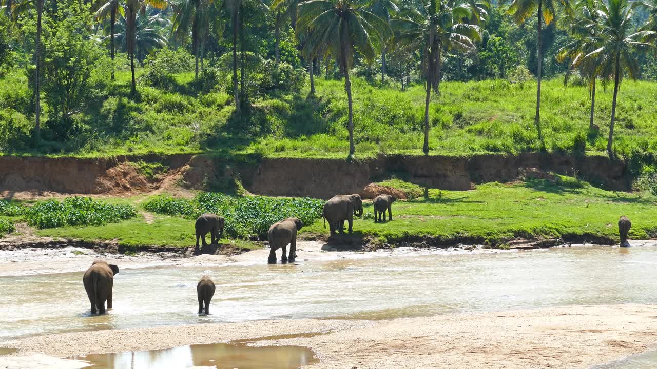 河中的大象-斯里兰卡视频下载