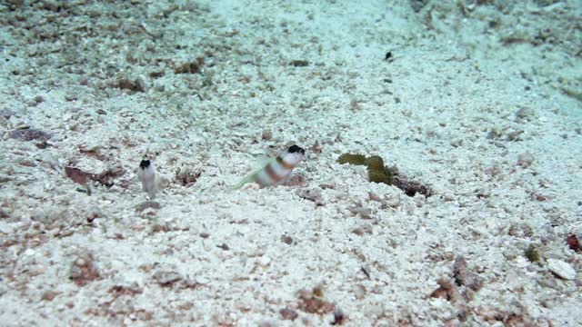 虾虾虎鱼(Amblyeleotris steinitzi)把头埋在沙子里视频下载