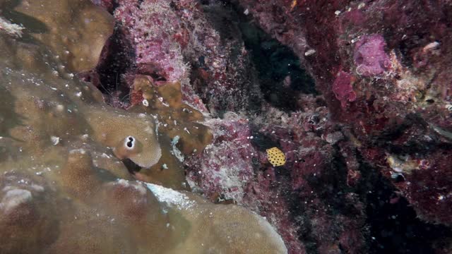 小黄箱鲀在水下珊瑚礁面前显得很矮小视频下载