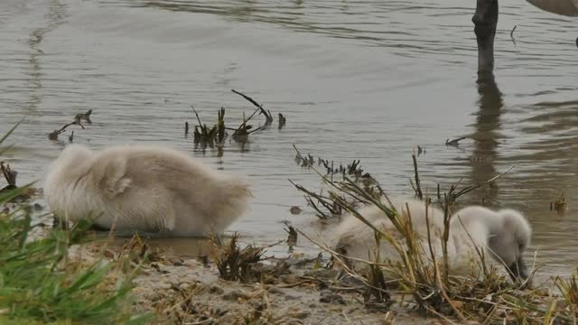湖中可爱的小天鹅视频素材