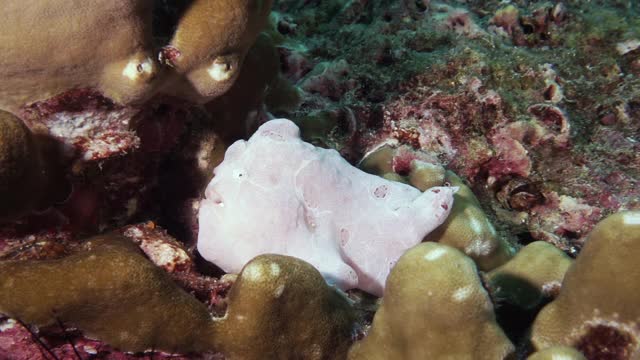水下珊瑚礁上的巨型白色襞鱼视频下载
