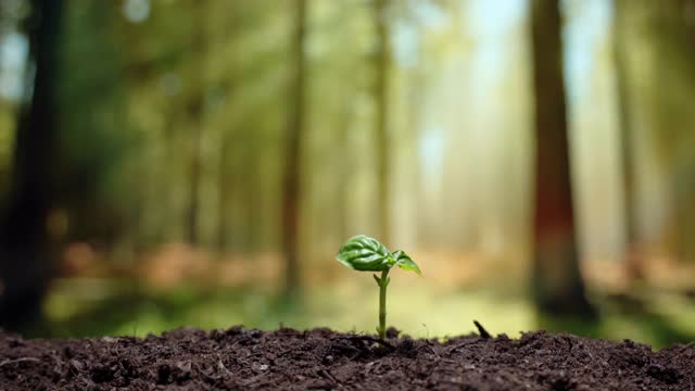 小株绿色植物茎长于黑色肥沃的土壤中，在阳光下生长，有机植物生长在生态友好的环境中。苗木落地，发芽，栽培与农业理念视频素材
