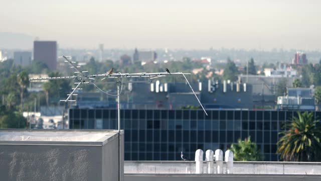 小鸟坐在屋顶上的天线上，4K慢镜头60fps视频下载