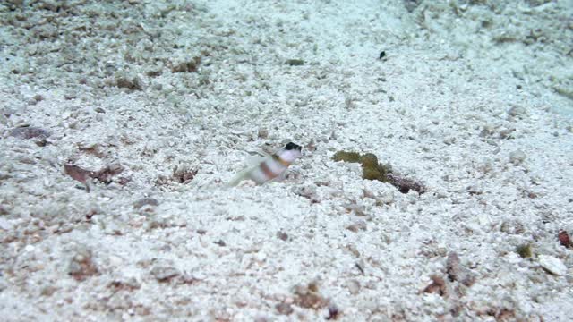 两只虾虎鱼(Amblyeleotris steinitzi)作为危险的lookout视频下载