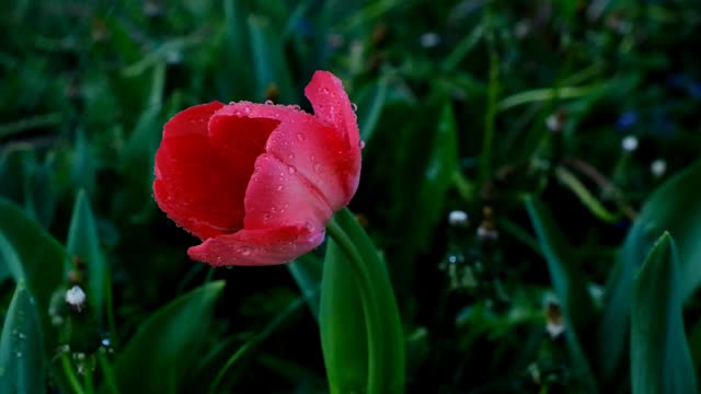 红色的郁金香在雨中在花园里滴着水珠视频素材