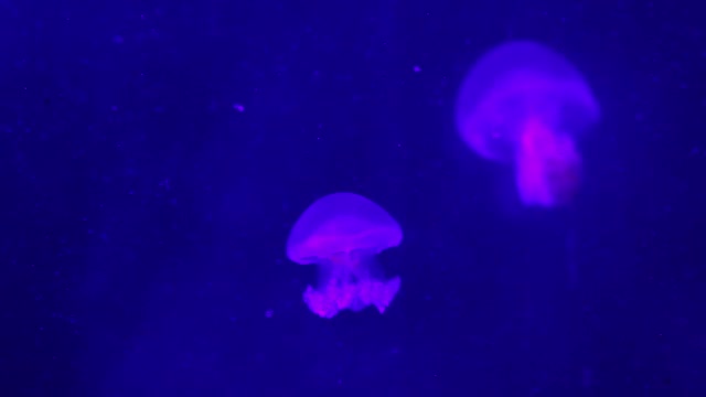 蓝色背景上的亮粉色水母视频下载