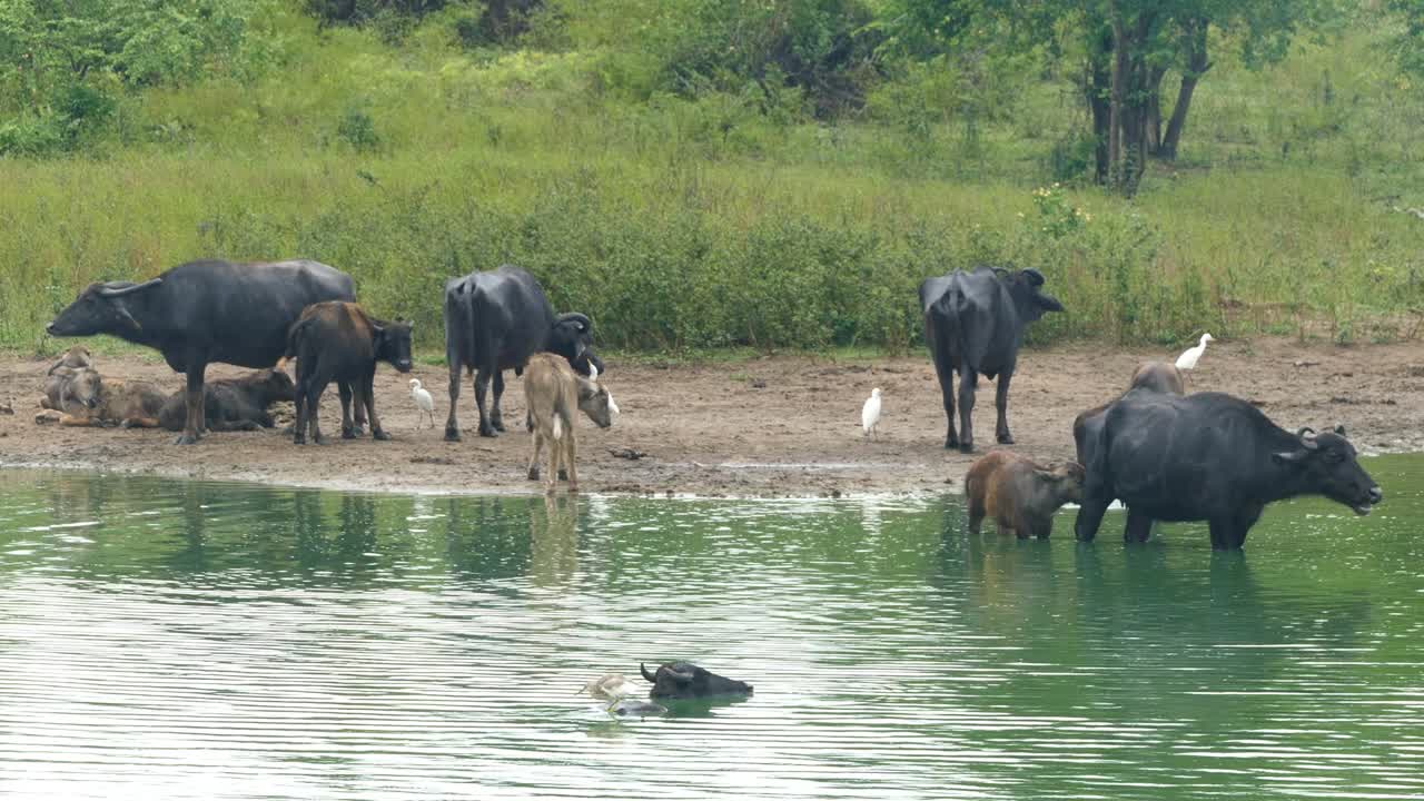许多野牛在湖里洗澡视频素材