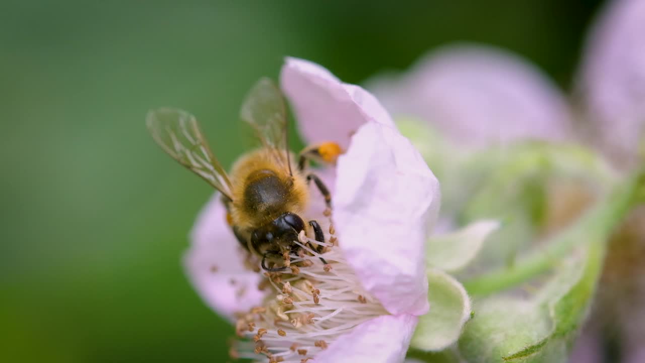 在大自然中，一只工蜂正在从黑莓花中采集花粉视频下载