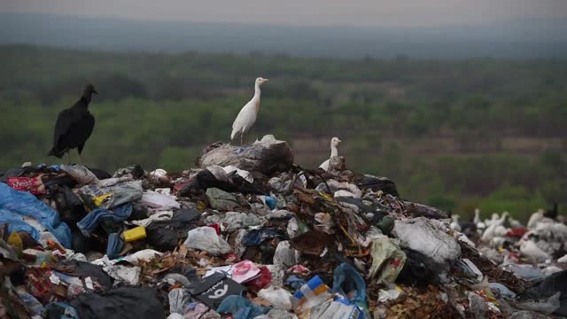垃圾填埋场的秃鹫视频下载