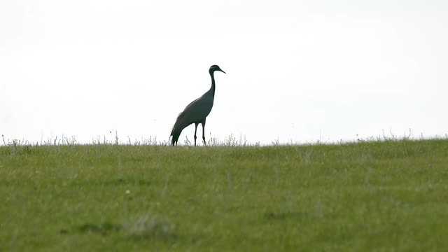 真正的野生鹤鸟在天然草地栖息地行走视频素材