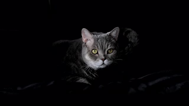 黑色沙发上的胖猫视频素材