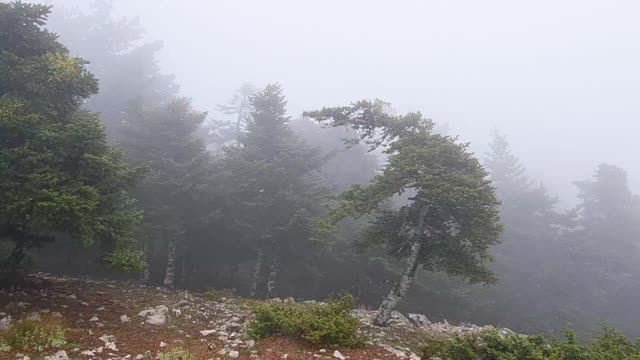松树林中有强风和雾视频下载