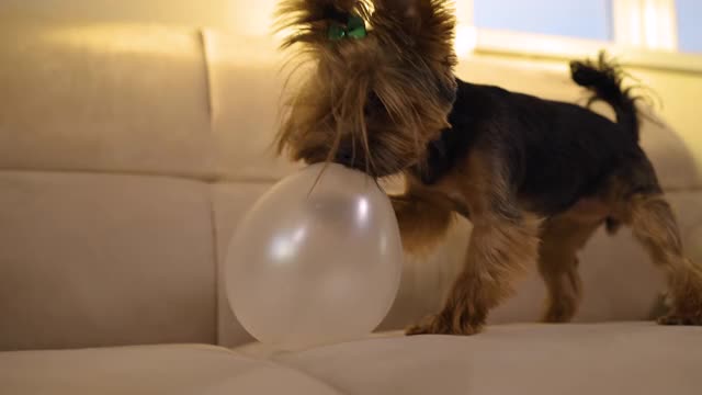 滑稽快速的约克郡狗或小狗在玩白色的气球在沙发上视频下载
