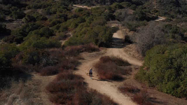 无人机拍摄的女人走她的狗在洛杉矶加拿大的踪迹视频素材