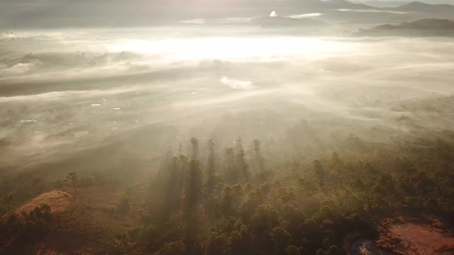 空中拍摄的雾在森林在早上的时间视频素材