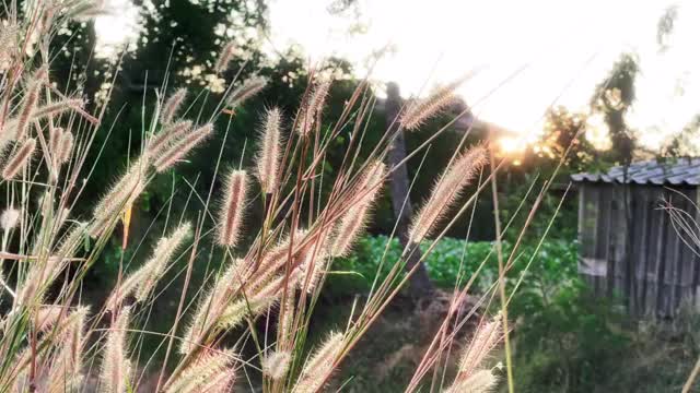 灼热的草地和黄昏的夕阳视频素材