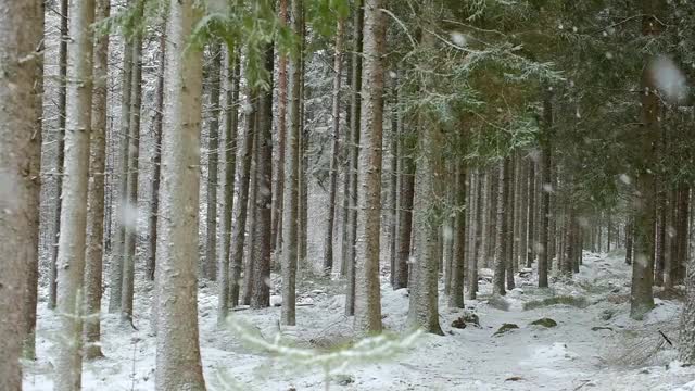 在冬季降雪的针叶林视频下载