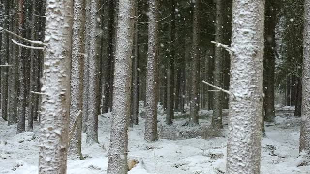 在冬季降雪的针叶林视频下载