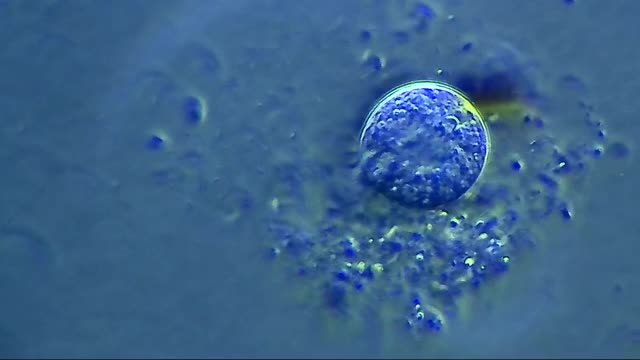 动物细胞进化，显微镜放大40倍视频素材