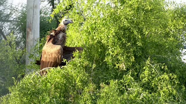 在非洲和中东的食腐动物中，秃鹰在一棵树上靠近。视频素材