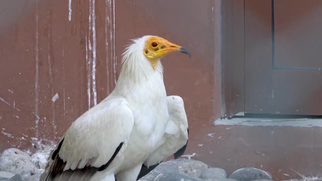 一种白色埃及秃鹫(Neophron percnopterus)，也叫白色食腐秃鹰或法老的鸡近距离。视频素材