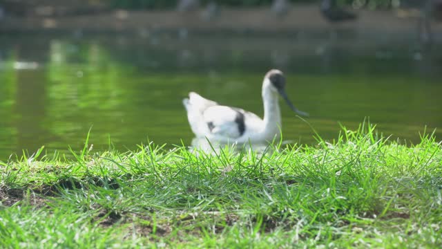 一种花斑鳄，在夏天沿着水潭的沼泽。视频素材