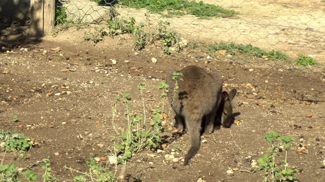 非洲小袋鼠坐在背上发痒。非洲开阔地带的袋鼠。野生动物视频素材