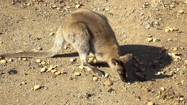 非洲小袋鼠坐着吃东西。非洲开阔地带的袋鼠。野生动物视频素材