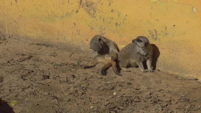 两只猫鼬正坐在沙滩上观望。非洲动物园里的猫鼬在露天。没有意志的动物视频素材