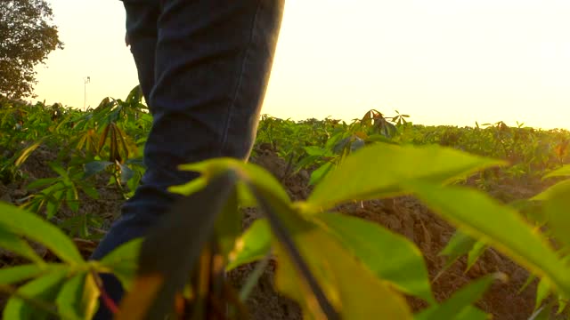 女农民在橡胶靴与数字平板行走在耕地的农田。视频下载