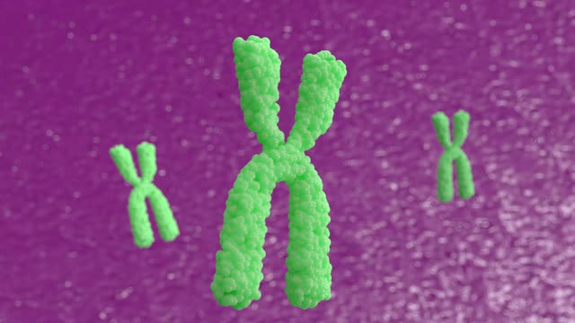 3d动画X染色体。端粒酶可以修复被称为端粒的DNA短片段，而端粒在细胞有丝分裂时被缩短。视频下载