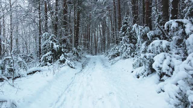 冬天的森林里，树上积了很多雪，结了霜，白天，飞上一架无人机，俯视被雪覆盖的树木视频下载