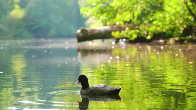 阳光闪烁，倒影，鸭子在池塘里游泳视频下载