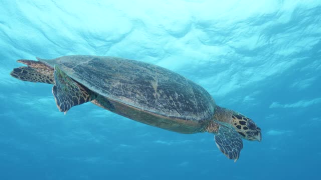 一只友善的玳瑁海龟游在潜水员身边，把头转向潜水员视频素材