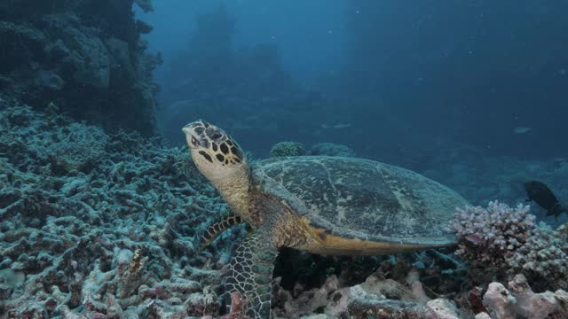 一只睡意惺忪的玳瑁海龟在珊瑚园中休息后，正游离热带珊瑚礁视频素材
