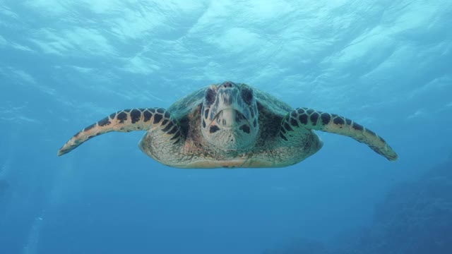 一张友善的海龟的特写镜头，在游开之前，它滑过水面看了看一个戴水肺的潜水员视频素材