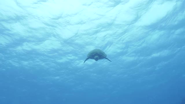 一只友善的海龟游过湛蓝的海水，与潜水员面对面地打招呼视频素材