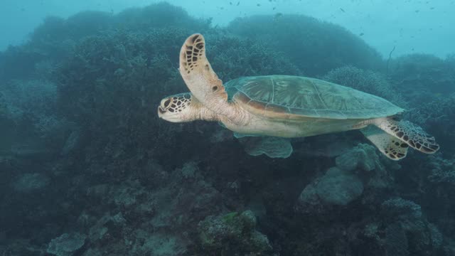 一只绿海龟平静地沿着清澈的热带水域的礁石结构游动视频素材