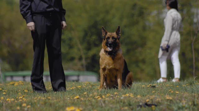兵马俑学家德国牧羊犬在军训表演中奔跑。军队户外性能。狗服从警察的命令。特种部队示范视频下载