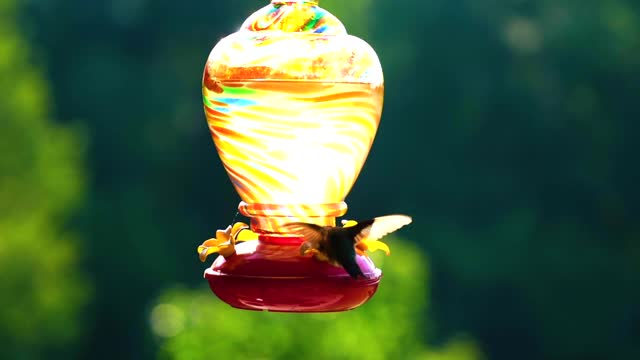蜂鸟在喂食器上进食，动作缓慢视频下载