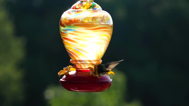 红喉蜂鸟在后院喂食器前进食，慢镜头视频下载