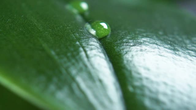 近距离观察，雨滴落在热带植物有纹理的绿叶上视频素材