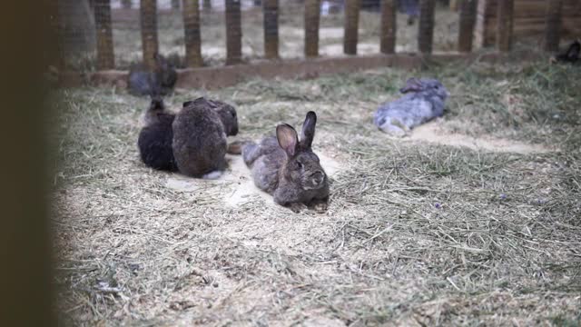 很多小兔子。复活节侏儒装饰毛绒绒的兔子。复活节的象征。视频素材