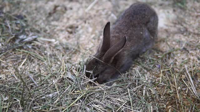 毛茸茸的、灰色和棕色皮毛的家养装饰小兔子视频素材